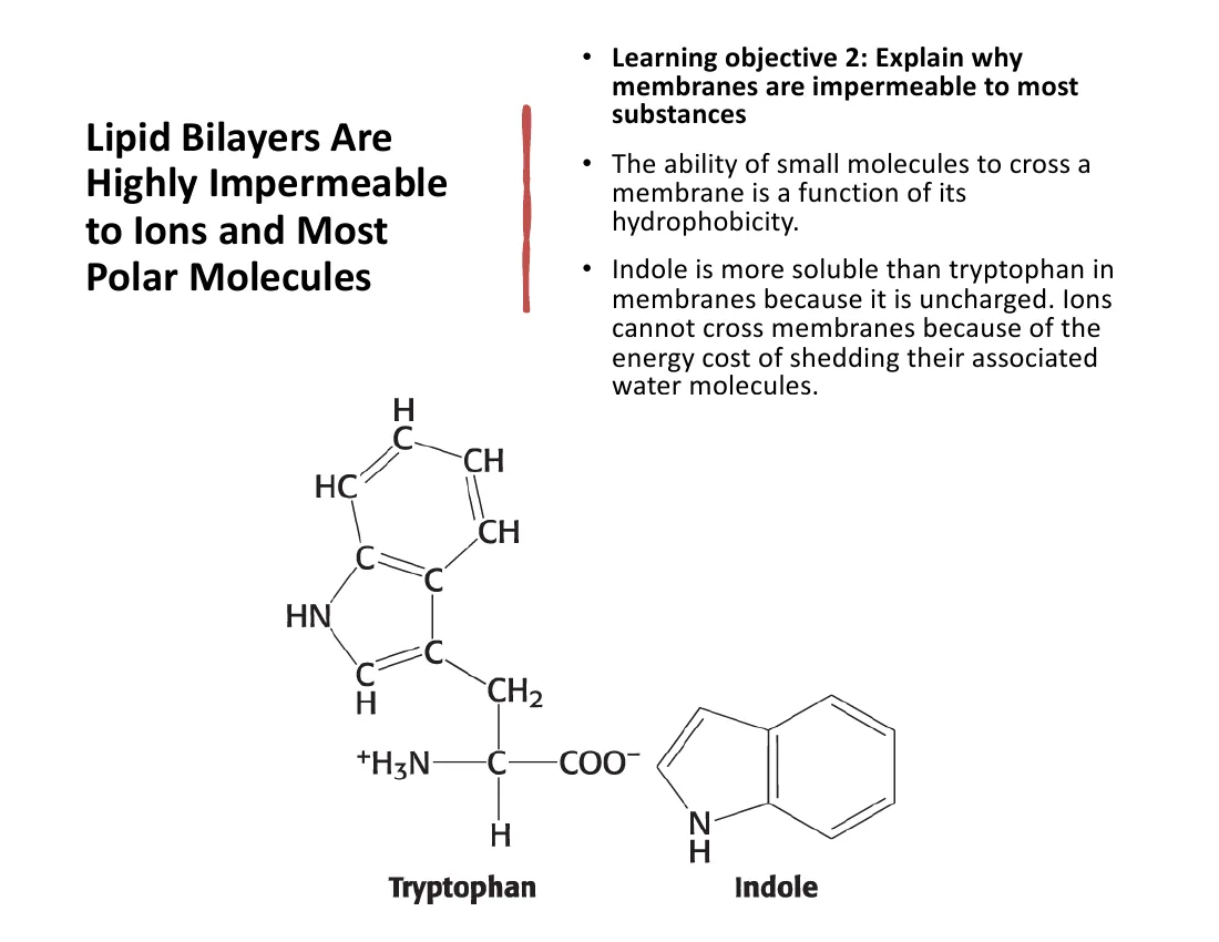 A schematic showing a lipid bilayer nearly impermeable to ions and polar molecules, with indole crossing far more easily than charged tryptophan.