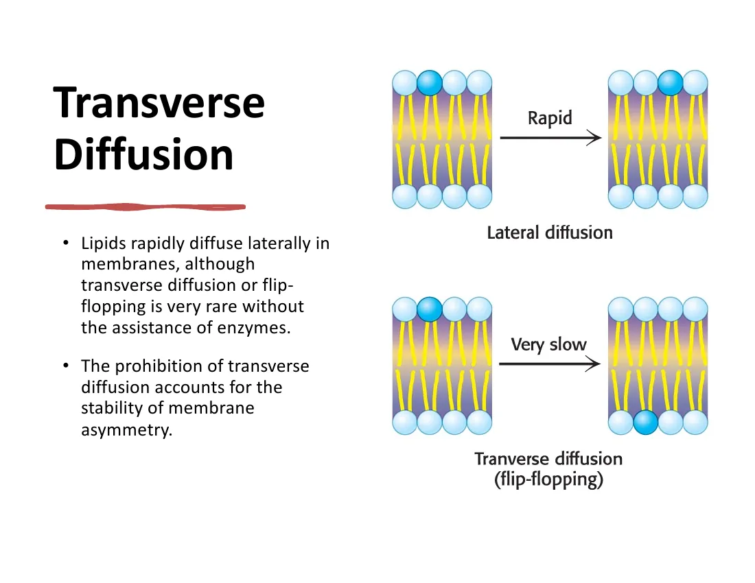 Two panels: fast lateral diffusion within a leaflet versus glacially slow transverse flip-flop between leaflets, which preserves membrane asymmetry.