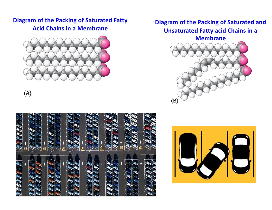 An analogy comparing straight saturated fatty acids parking tightly to kinked cis-unsaturated chains that cannot pack, with trans chains packing like saturated.