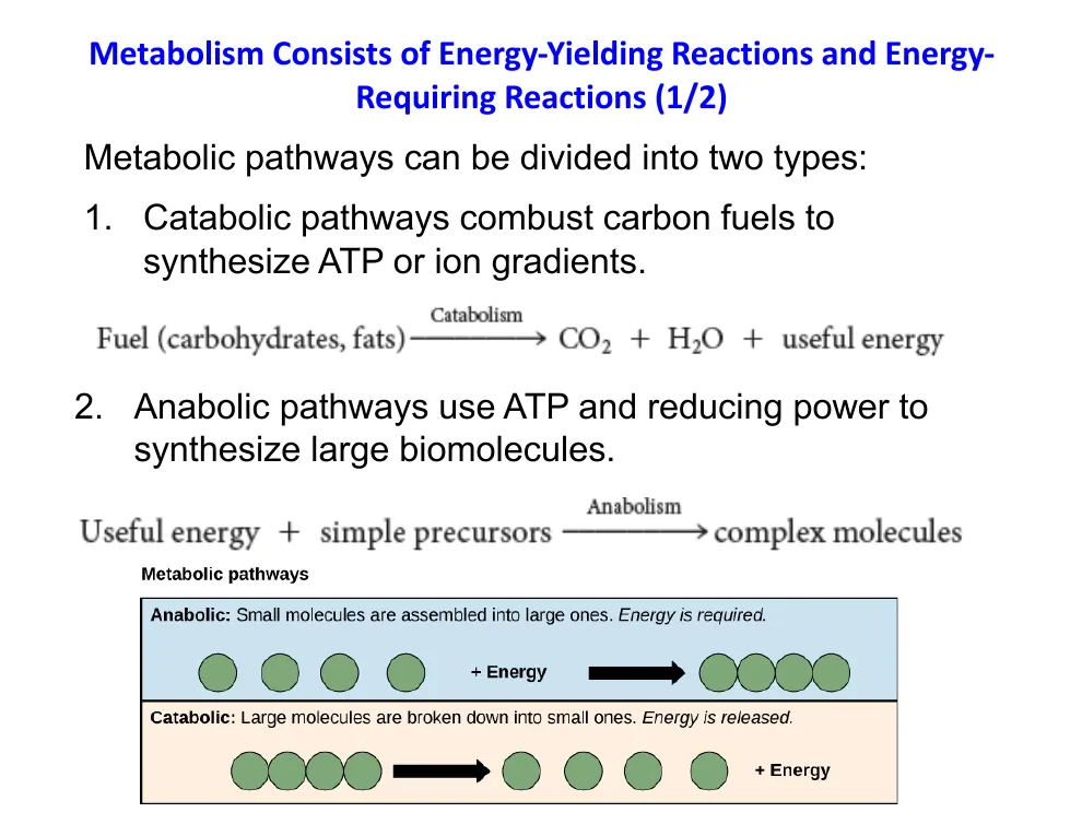 Catabolism Versus Anabolism