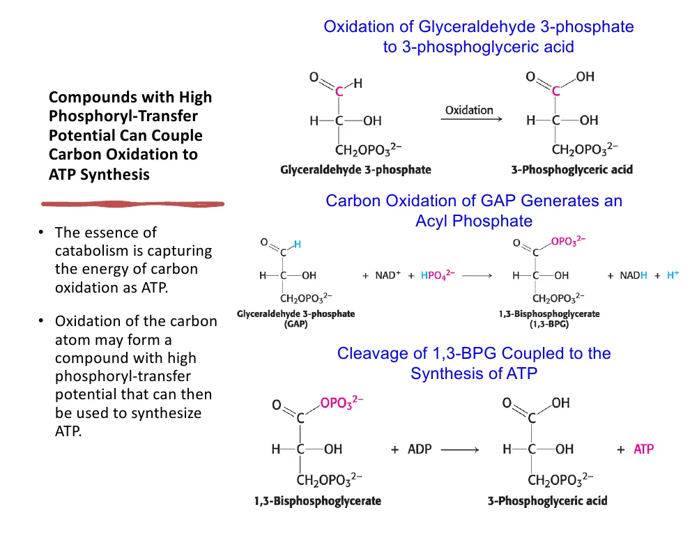 Coupling Carbon Oxidation to ATP