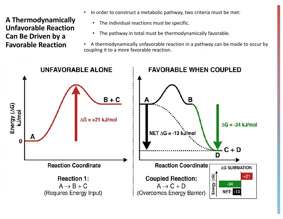 Driving an Unfavorable Reaction by Coupling