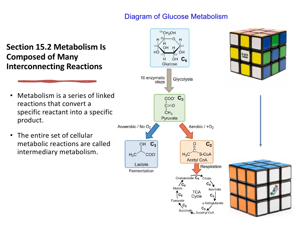 Metabolism as a Rubik's Cube