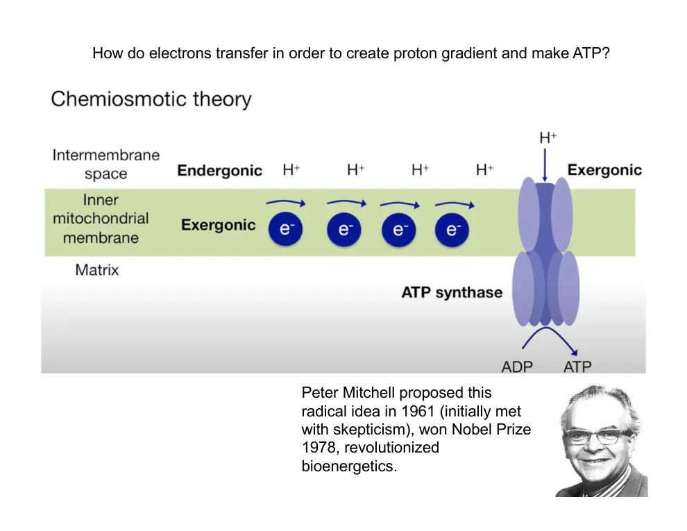 Chemiosmotic Theory