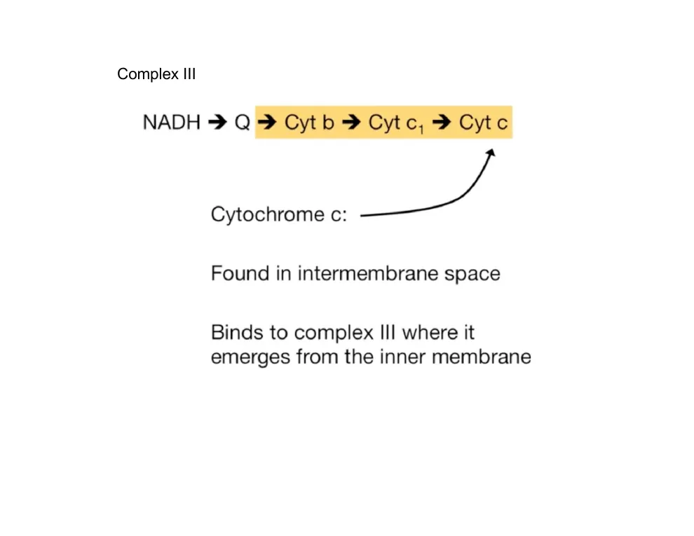 Complex III and Cytochrome c
