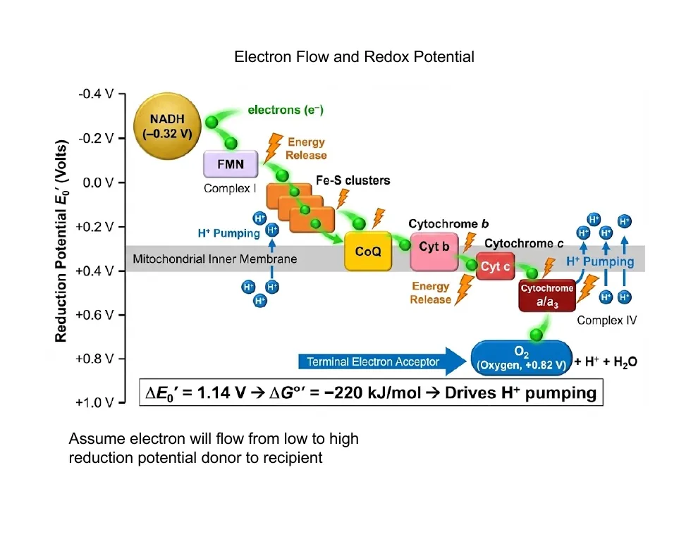 Electron Flow and Redox Potential