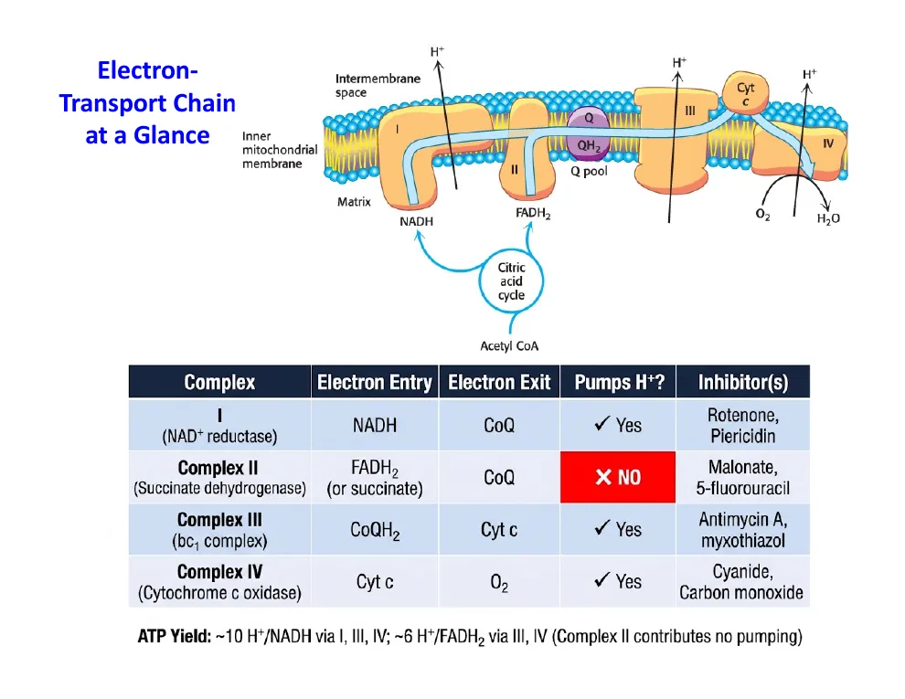 The Electron-Transport Chain at a Glance