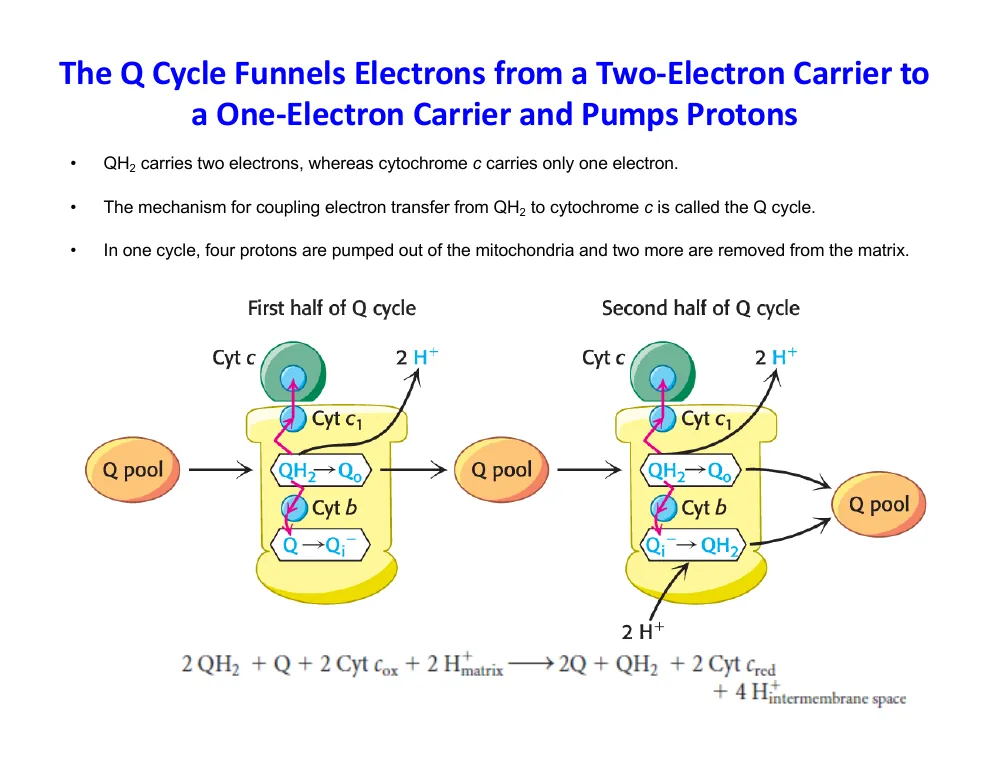 The Q Cycle in Two Halves