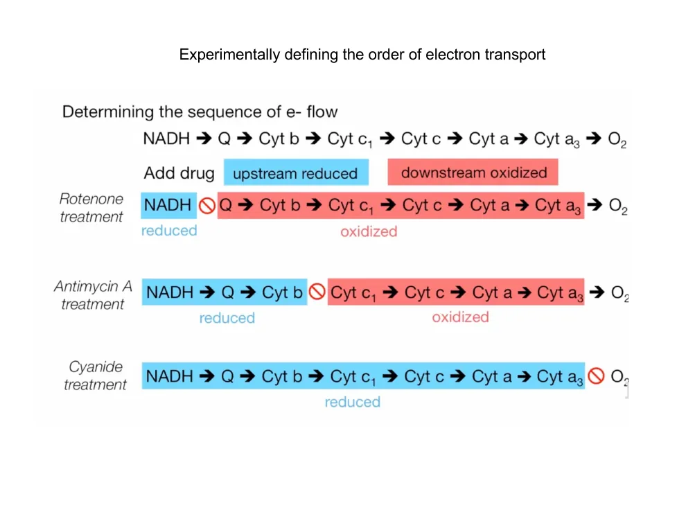 Using Inhibitors to Order the Chain