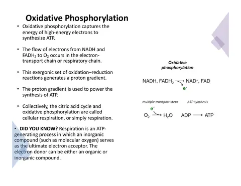 Preview: What Oxidative Phosphorylation Is