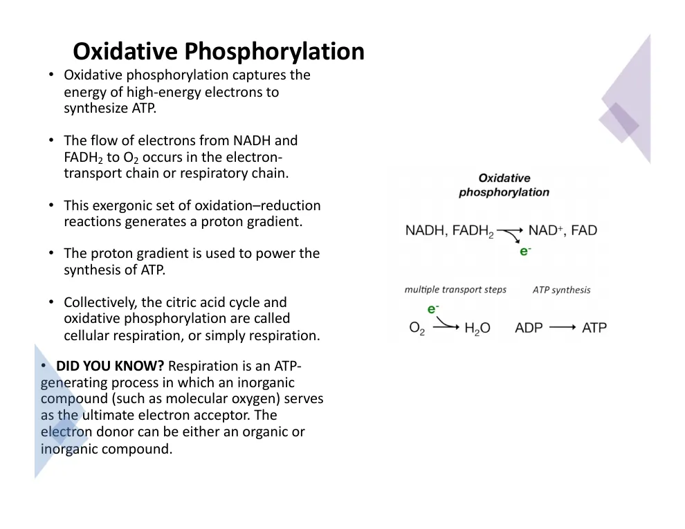 What Oxidative Phosphorylation Is