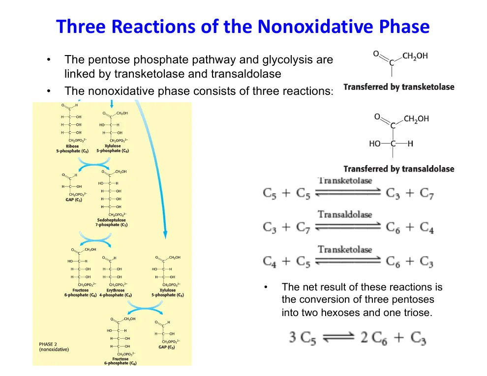 Carbon Accounting in the Nonoxidative Phase