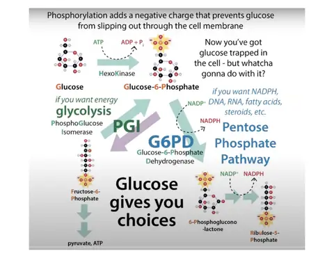 Preview: Glucose Gives You Choices