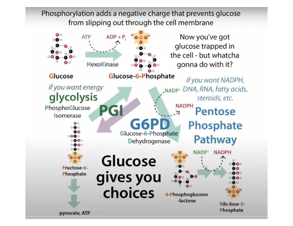 Glucose Gives You Choices
