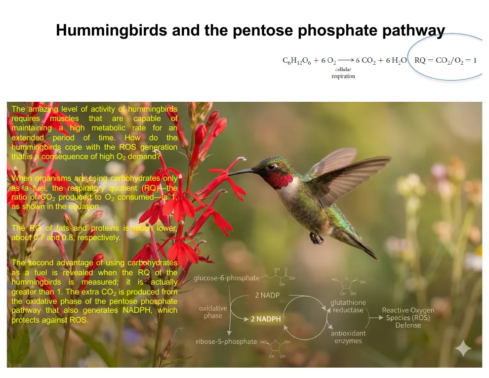 Hummingbirds and the Pathway