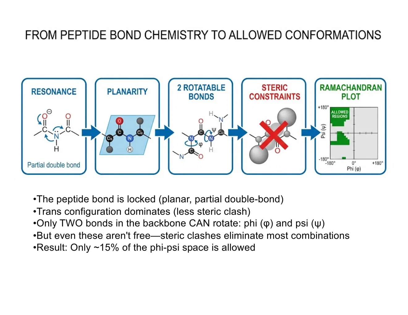A five-box flow diagram: resonance → planarity → two rotatable bonds (phi, psi) → steric constraints → the Ramachandran plot.