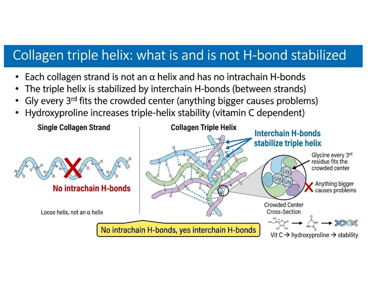 A diagram contrasting a single collagen strand with the three-stranded triple helix, distinguishing intrachain from interchain hydrogen bonds.