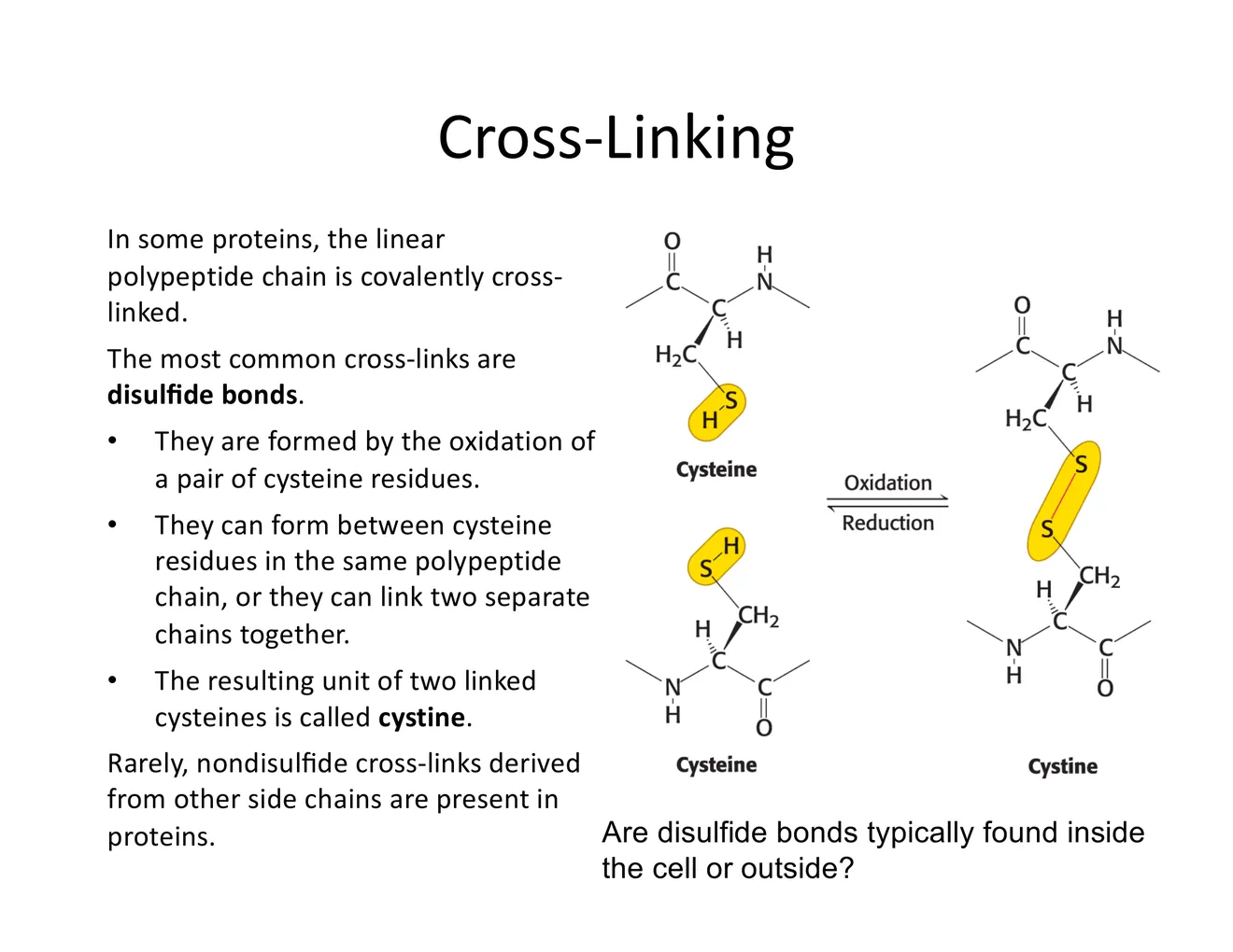 A schematic of two cysteine thiols oxidizing to a cystine disulfide bond, within or between chains.