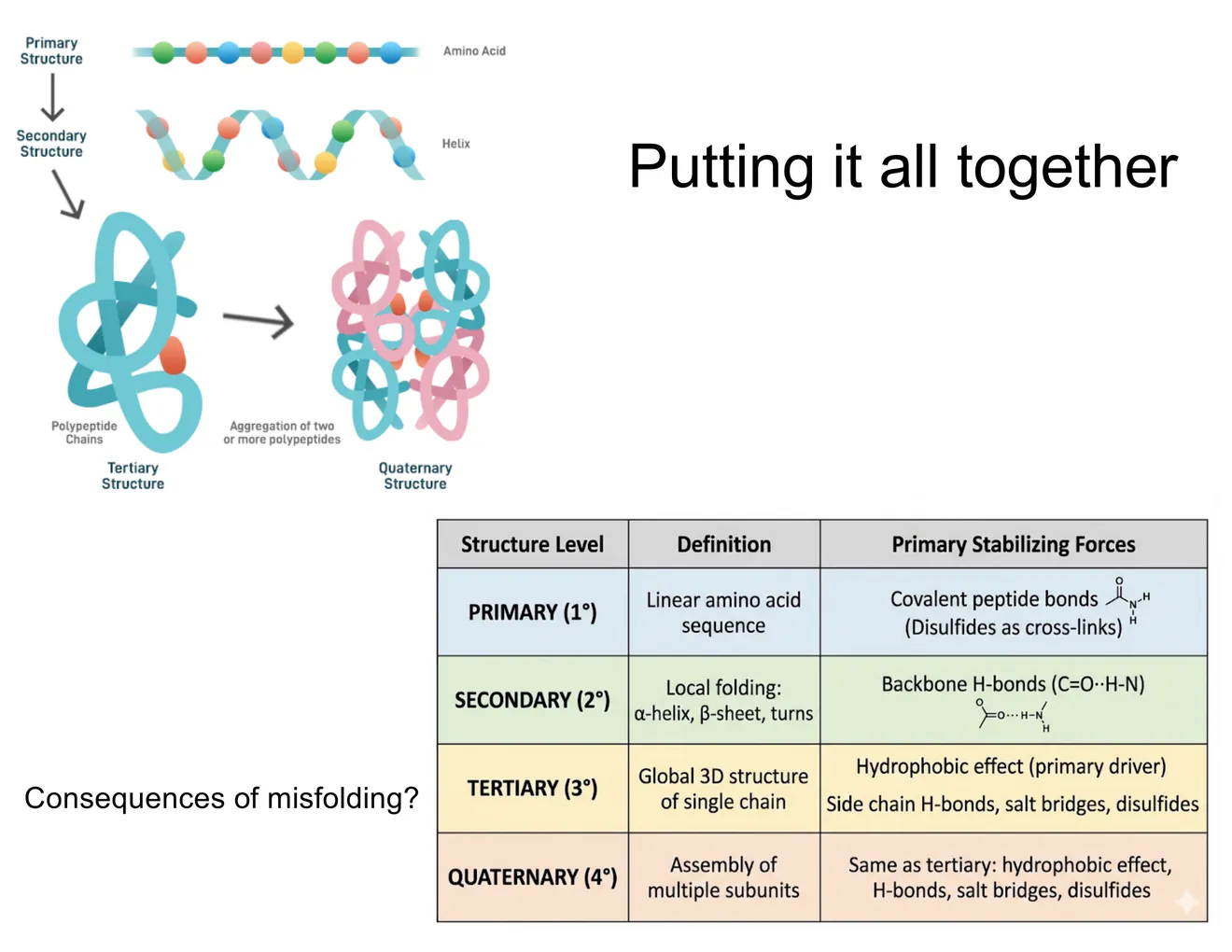 A summary table of the four levels of protein structure with the stabilizing force for each, beside a folding-progression schematic.