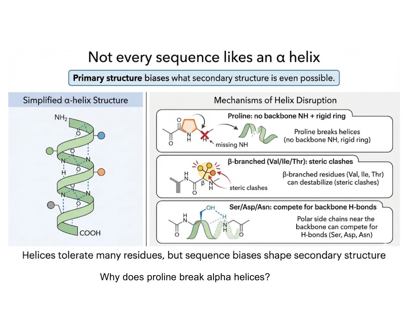 A three-panel schematic of helix disruptors: proline's ring, beta-branched residues, and competing polar side chains.