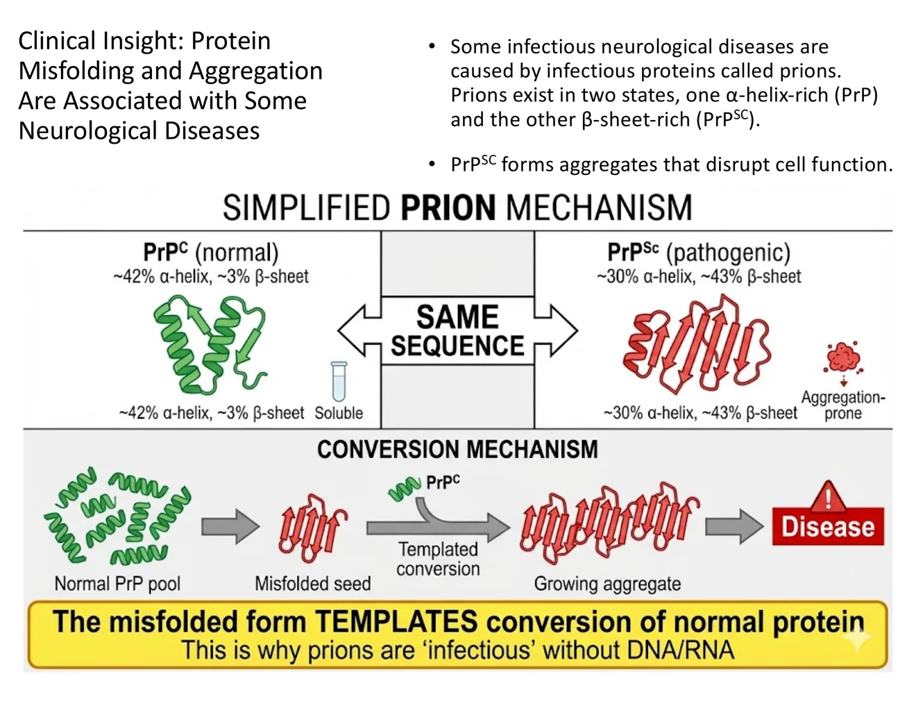 A schematic of PrPᶜ converting to PrPˢᶜ and templating normal copies into the misfolded, aggregating form.