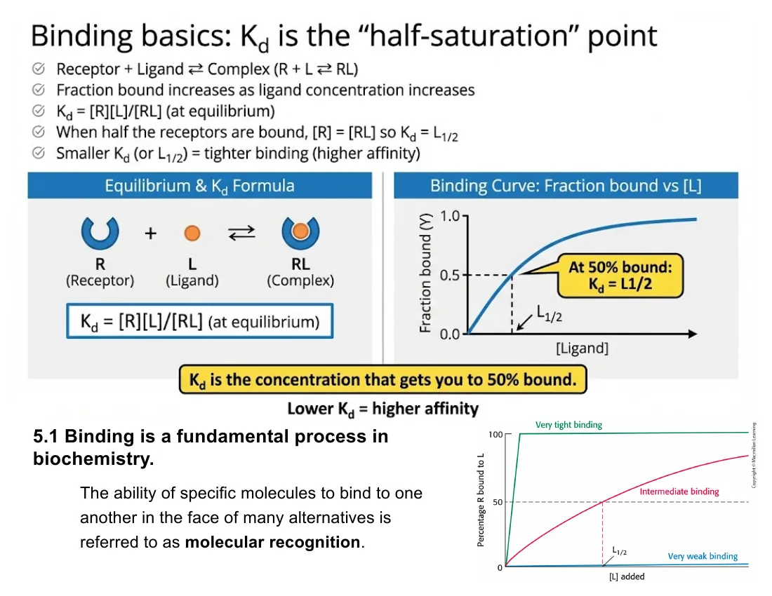 The dissociation equilibrium R + L ⇌ RL with Kd = [R][L]/[RL], beside a binding curve marking Kd as the ligand concentration at 50% saturation.
