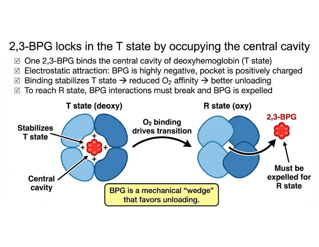 A schematic of 2,3-BPG, a highly charged anion, wedging into the central cavity of T-state hemoglobin and being expelled on the transition to R.