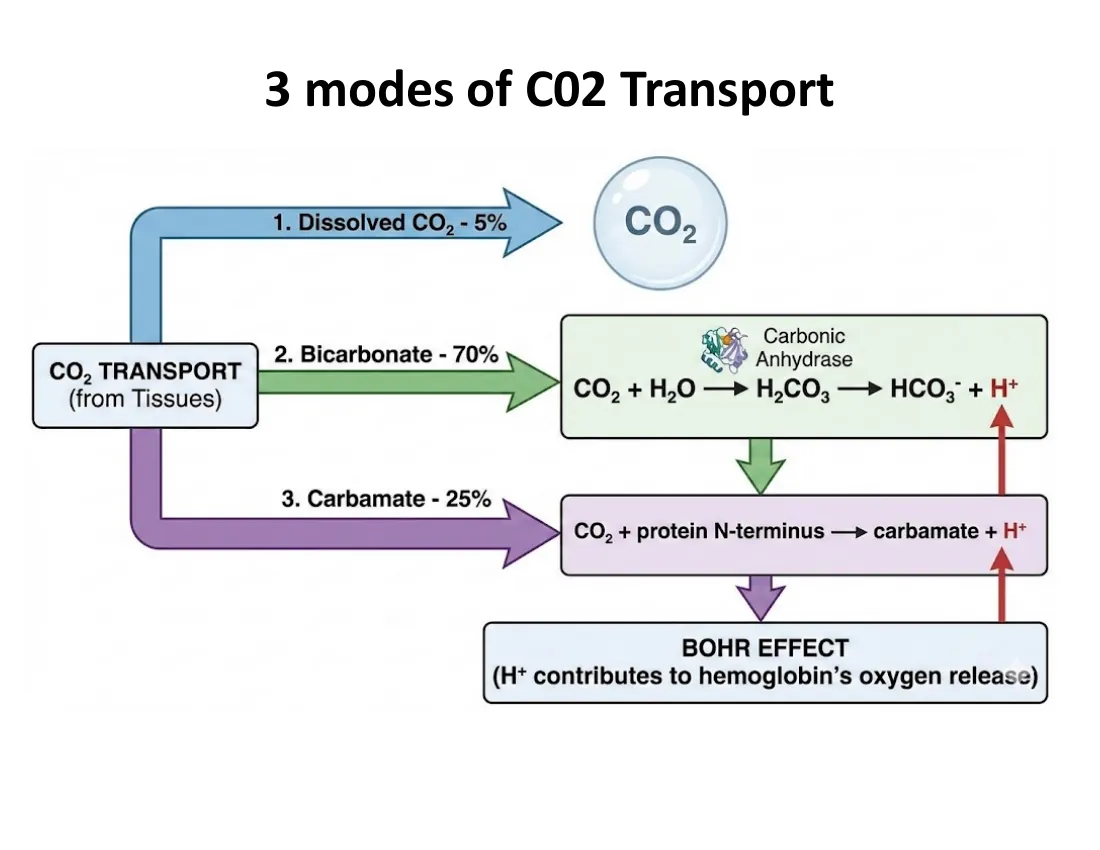 A diagram of CO₂ leaving tissue three ways: ~5% dissolved, ~70% as bicarbonate via carbonic anhydrase (generating Bohr protons), and ~25% as carbamate on hemoglobin.
