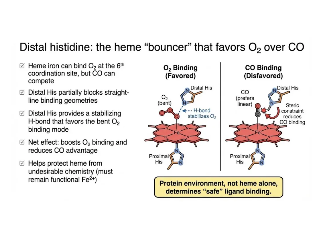 A comparison of O₂ binding (favored, bent) versus CO binding (disfavored, linear) at the heme, with the distal histidine enforcing the bent geometry that protects against CO.
