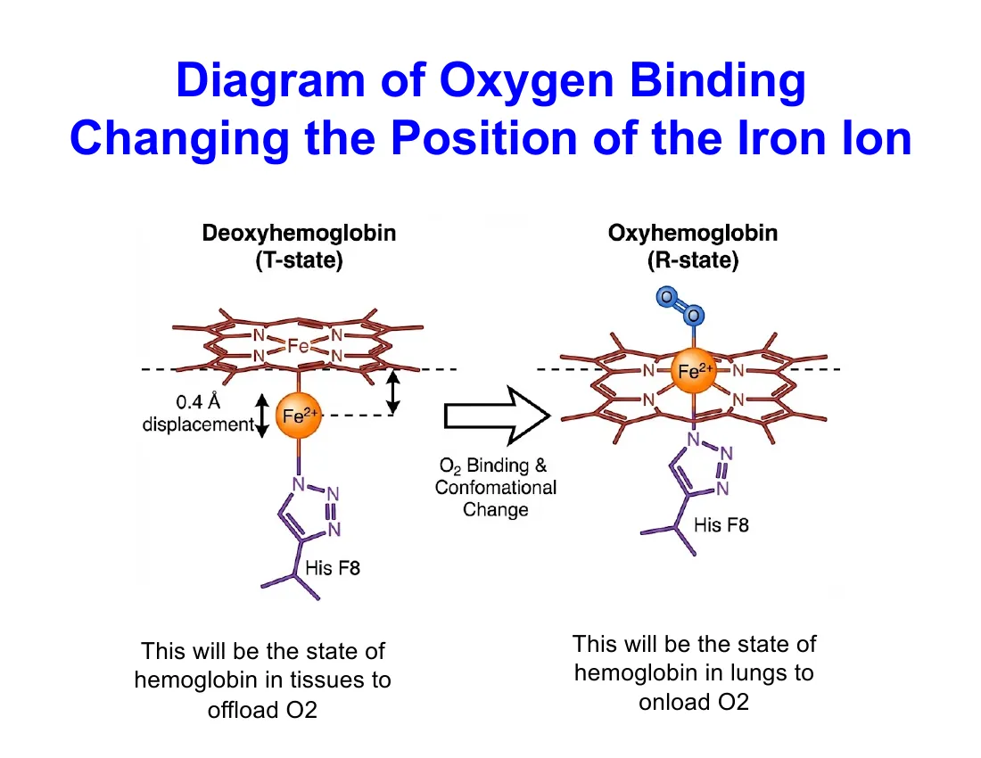 A diagram of deoxyhemoglobin (T state) with the iron 0.4 Å below the porphyrin plane versus oxyhemoglobin (R state) with the iron pulled into the plane, dragging the proximal histidine.
