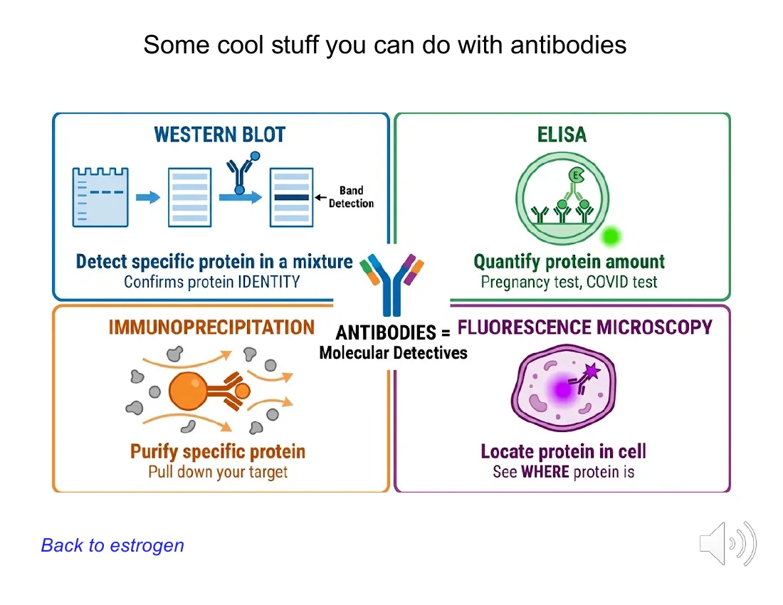 A four-panel schematic of antibody techniques: western blot (confirm identity), ELISA (quantify amount), immunoprecipitation (pull down a target), and fluorescence microscopy (locate a protein in the cell).