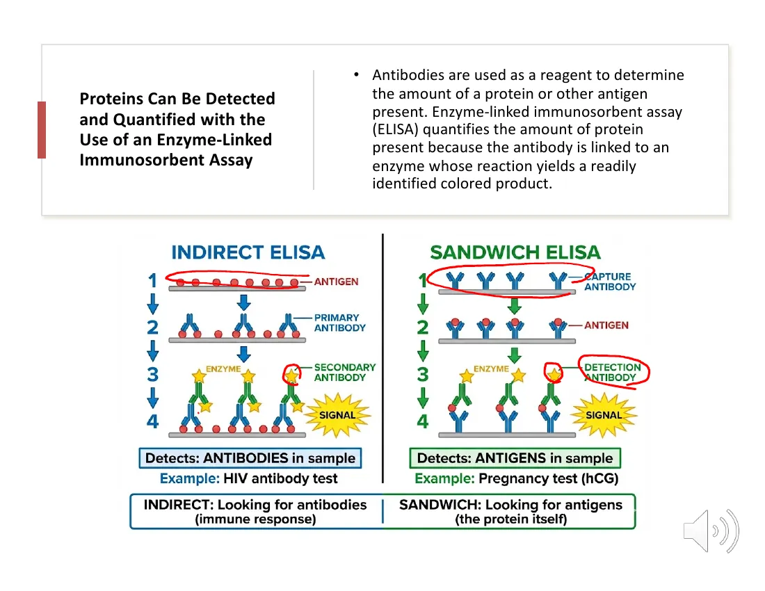 A side-by-side comparison of indirect ELISA (detects antibodies in a sample, e.g. an HIV screen) and sandwich ELISA (traps an antigen between two antibodies, e.g. a pregnancy test), with signal proportional to concentration.