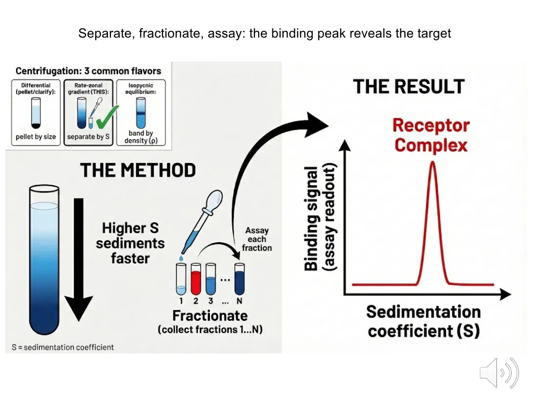 A schematic of density-gradient centrifugation: heavier complexes sediment faster (higher S value); fractions are collected and assayed, and the binding signal plotted against sedimentation coefficient reveals the target as a peak.