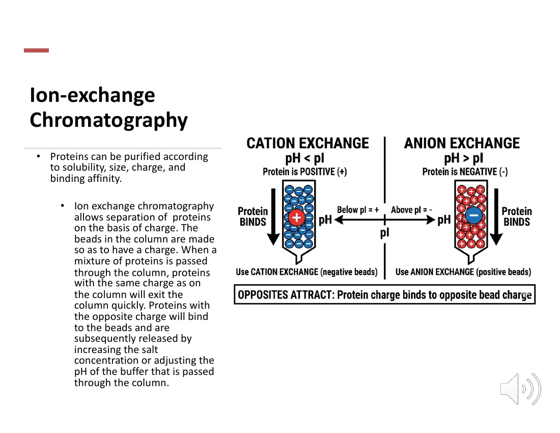 A diagram contrasting cation exchange (negative beads bind a positive protein when pH is below the pI) with anion exchange (positive beads bind a negative protein when pH is above the pI).