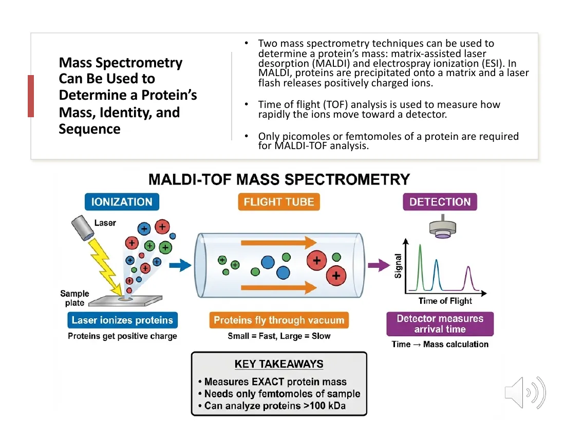 A schematic of MALDI-TOF: a laser ionizes a matrix-coated sample, the ions fly down an evacuated flight tube, and time of flight reports mass (heavier ions arrive later), with key takeaways on sensitivity and mass range.