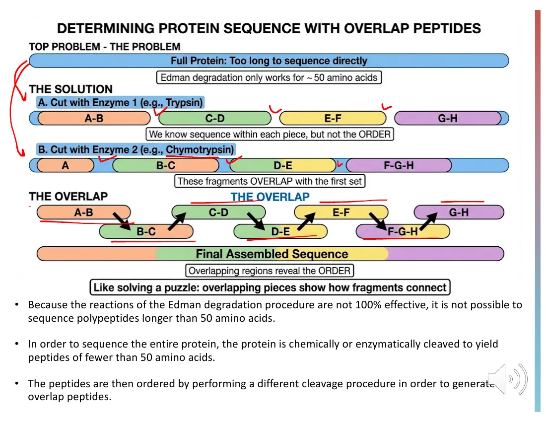A schematic showing a long protein cut by two enzymes — trypsin (after Lys/Arg) and chymotrypsin (after aromatic residues) — producing overlapping fragments that are reassembled into the full sequence like a puzzle.
