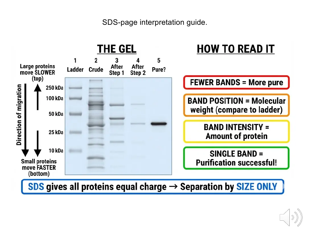 An SDS-PAGE interpretation guide: a stylized gel with a ladder and five lanes, paired with rules — fewer bands means purer, band position gives molecular weight, intensity reflects amount, a single band means pure.