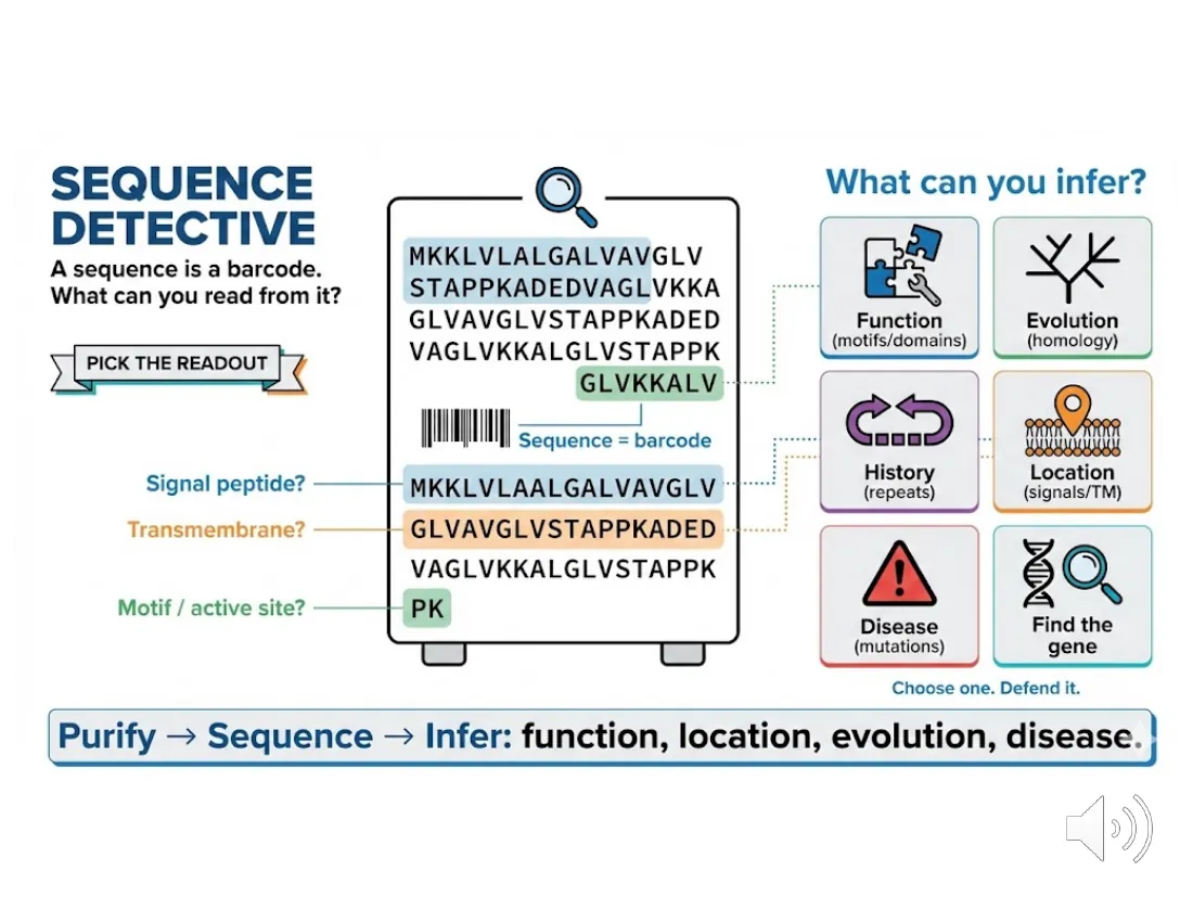 A slide framing a protein sequence as a barcode whose features — a signal peptide, a hydrophobic transmembrane stretch, an active-site motif — let you infer function, location, evolution, and disease.