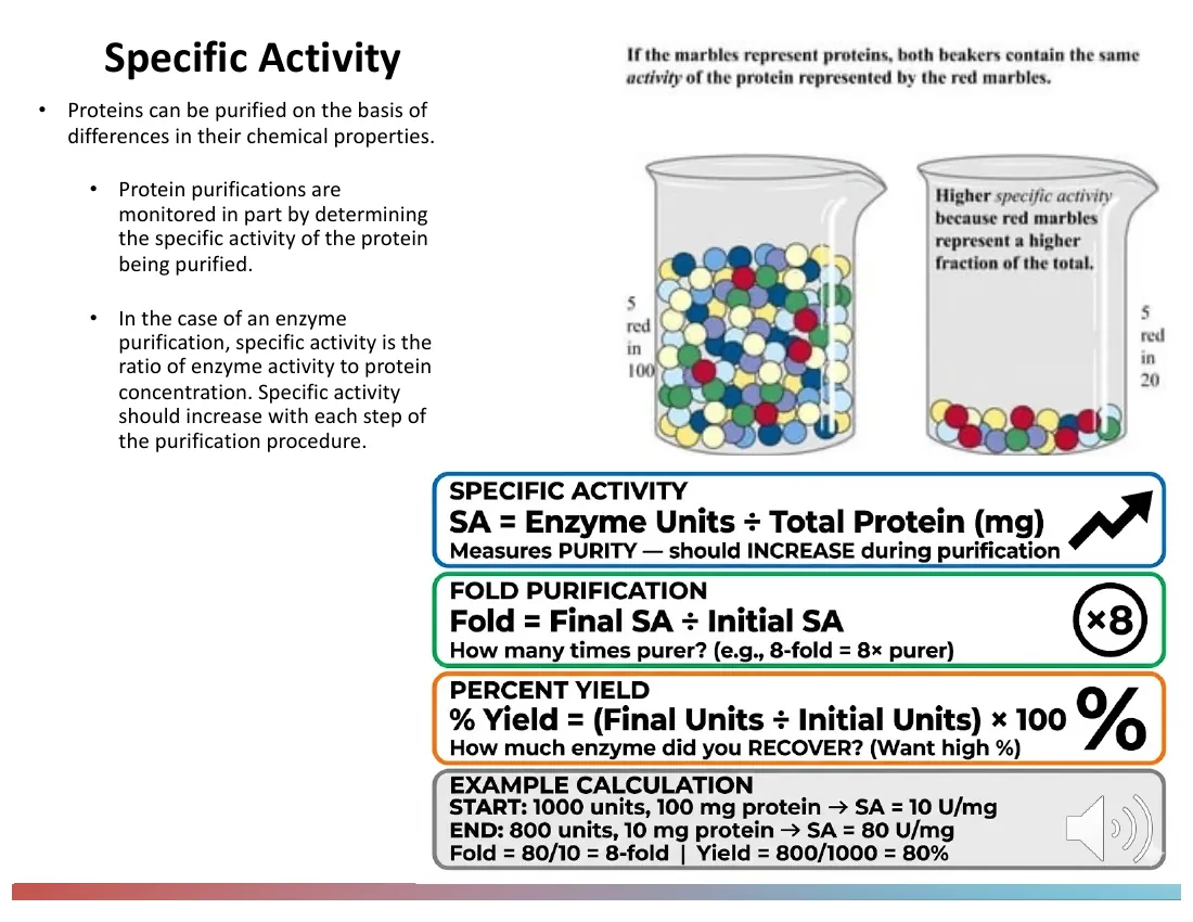 A slide defining specific activity (enzyme units per mg protein), fold-purification, and percent yield, with a mixed-marble beaker analogy showing the same number of target marbles at higher purity.