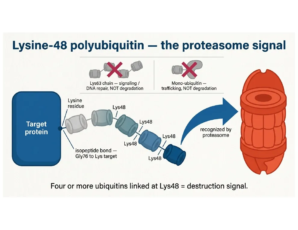 Lysine-48 Polyubiquitin — the Proteasome Signal