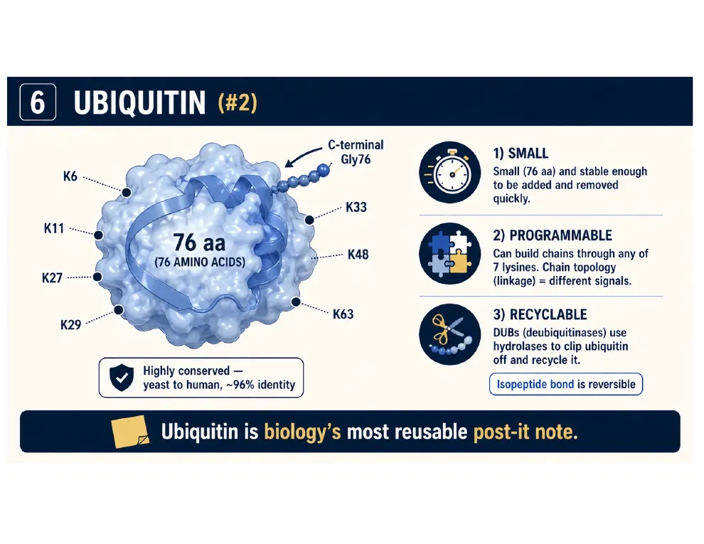 Why Ubiquitin Is Biology's Reusable Post-it Note