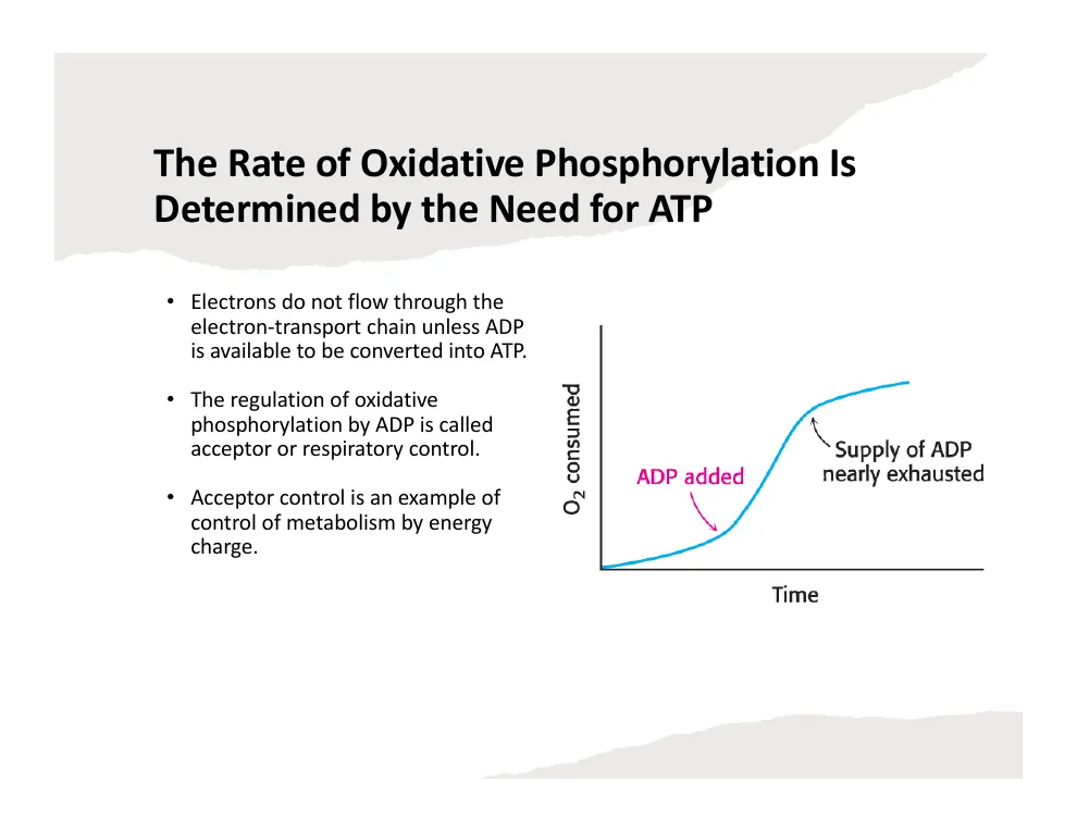 Acceptor Control of Respiration