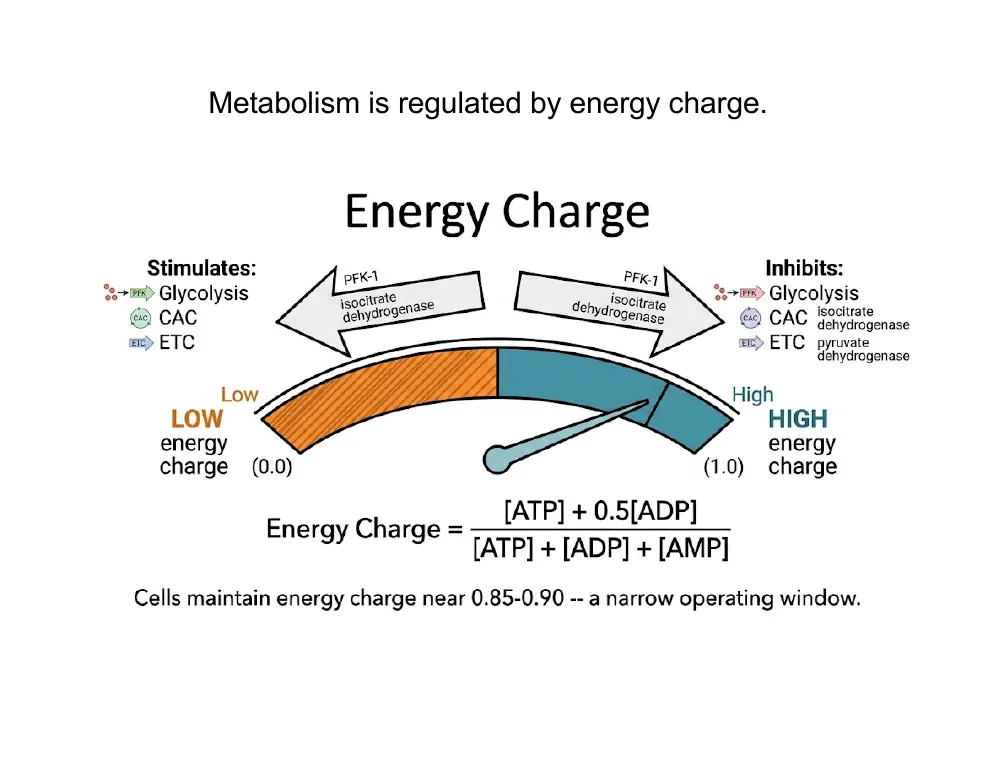 Energy Charge Sets the Rate