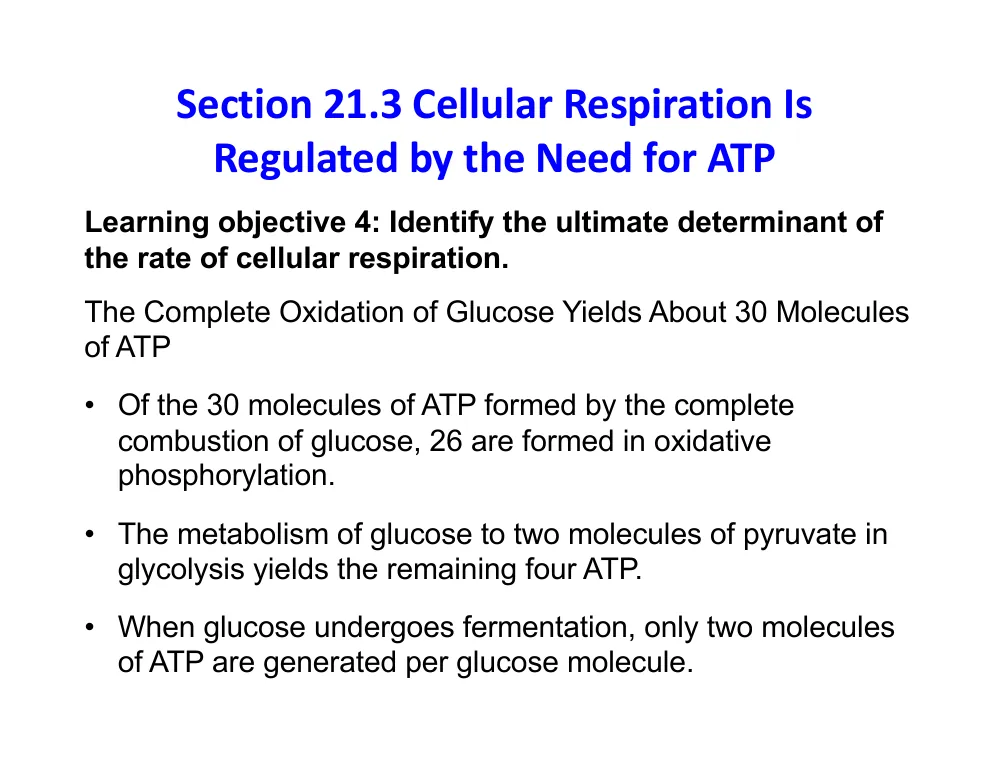 Glucose Yields About 30 ATP