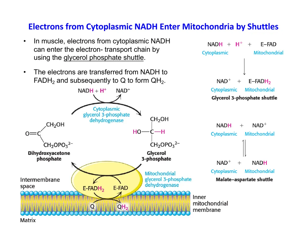 Glycerol Phosphate Shuttle