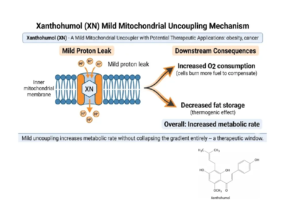 Xanthohumol: A Therapeutic Mild Uncoupler