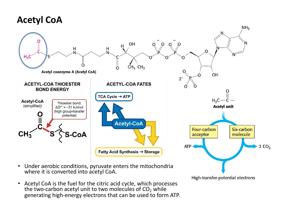 Acetyl CoA: Structure and Two Fates