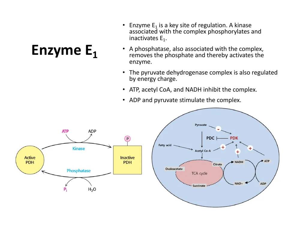 E1 Regulation by Phosphorylation