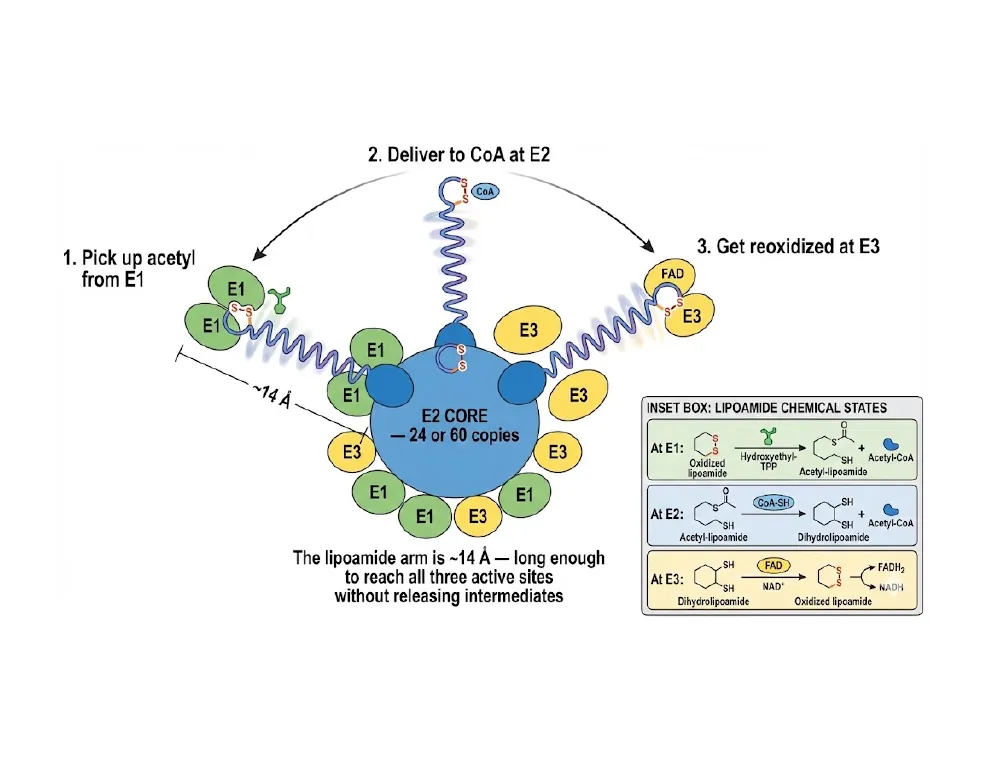 How the Lipoamide Arm Visits Three Sites