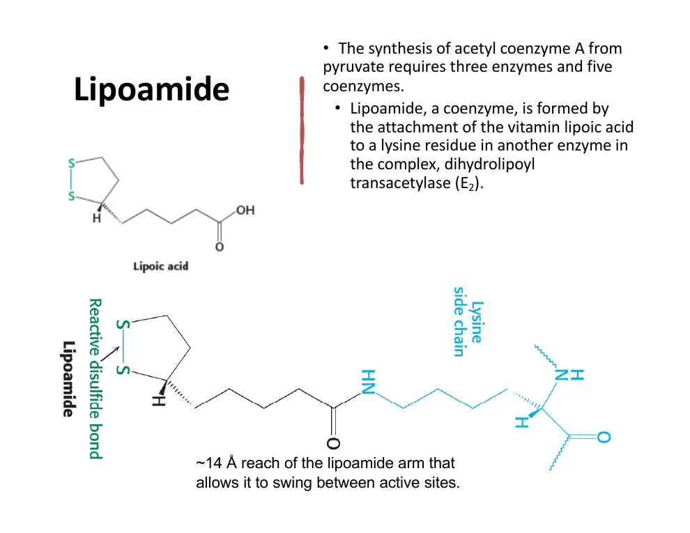 Lipoamide: The Swinging Arm